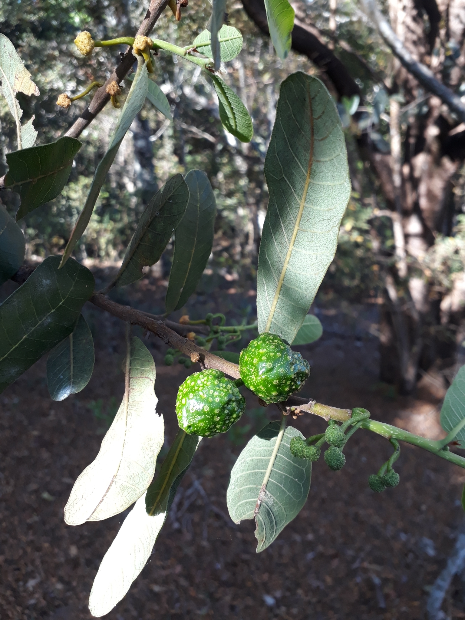 Brosimum gaudichaudii