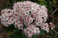 Spiraea hayatana