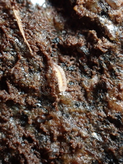 Miktoniscus patiencei