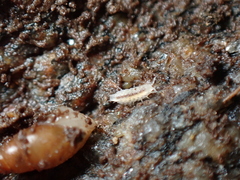 Miktoniscus patiencei