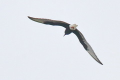 Chlidonias leucopterus