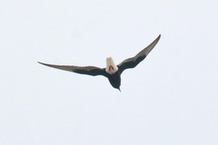 Chlidonias leucopterus