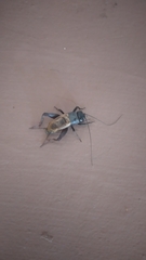 Gryllus