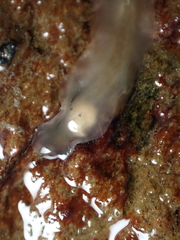 Leptoplana tremellaris