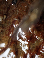 Leptoplana tremellaris