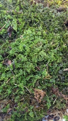 Thuidium