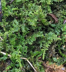 Thuidium