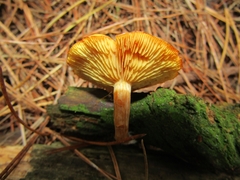 Gymnopilus penetrans