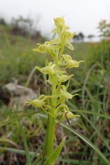 Platanthera mandarinorum