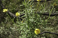 Xerochrysum