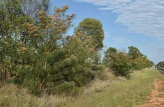 Grevillea pteridifolia