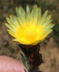 Helichrysum herbaceum