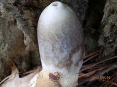 Phallus ravenelii image