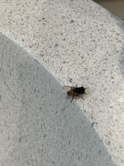 Musca domestica