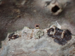 Halotydeus hydrodromus