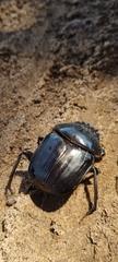 Scarabaeus goryi