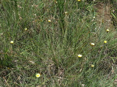 Helichrysum herbaceum