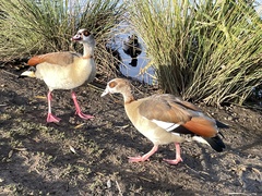 Alopochen aegyptiaca