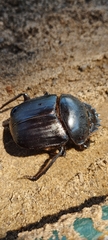 Scarabaeus goryi