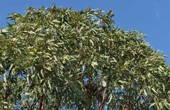 Corymbia leichhardtii