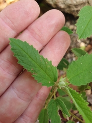 Melhania oblongifolia