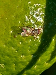 Leucophora