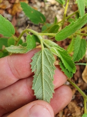 Melhania oblongifolia