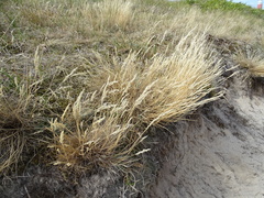 Corynephorus canescens