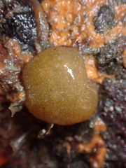 Ascidiacea