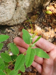 Melhania oblongifolia