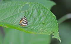 Arawacus lincoides
