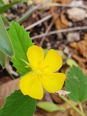 Melhania oblongifolia