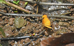 Tegosa