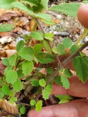 Melhania oblongifolia