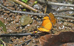 Tegosa