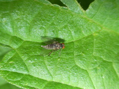 Protoclythia modesta