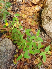 Melhania oblongifolia