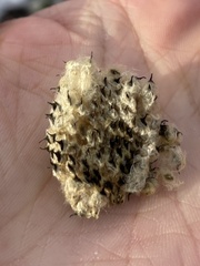 Anemone virginiana