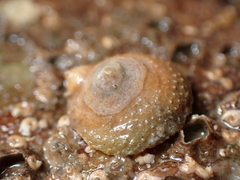 Calyptraea chinensis