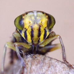 Stenidiocerus poecilus