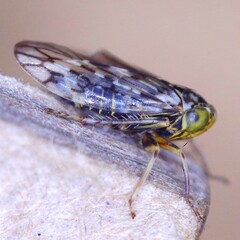 Stenidiocerus poecilus