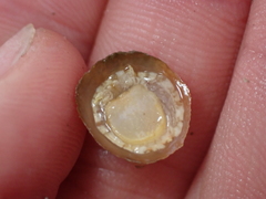 Calyptraea chinensis