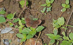 Carcharodini