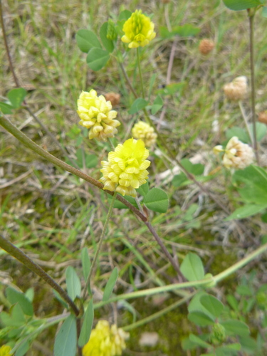 Field Clover (Trifolium campestre)