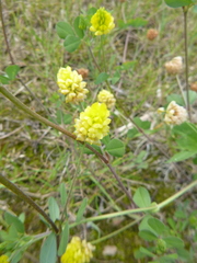 Field Clover (Trifolium campestre)
