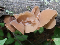 Auricularia angiospermarum