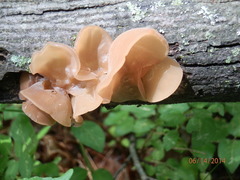 Auricularia angiospermarum