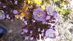 Verticordia plumosa