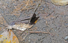 Achlyodes