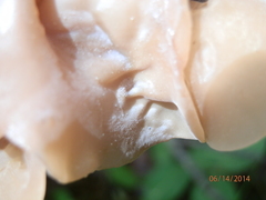 Auricularia angiospermarum